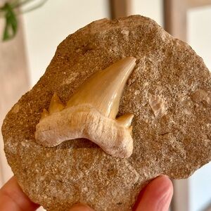 🦈 Authentic Fossil Sand Tiger Shark Tooth on Matrix - Prehistoric Specimen
